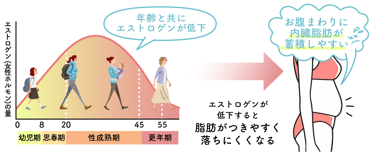 女性ホルモン（エストロゲン）の減少